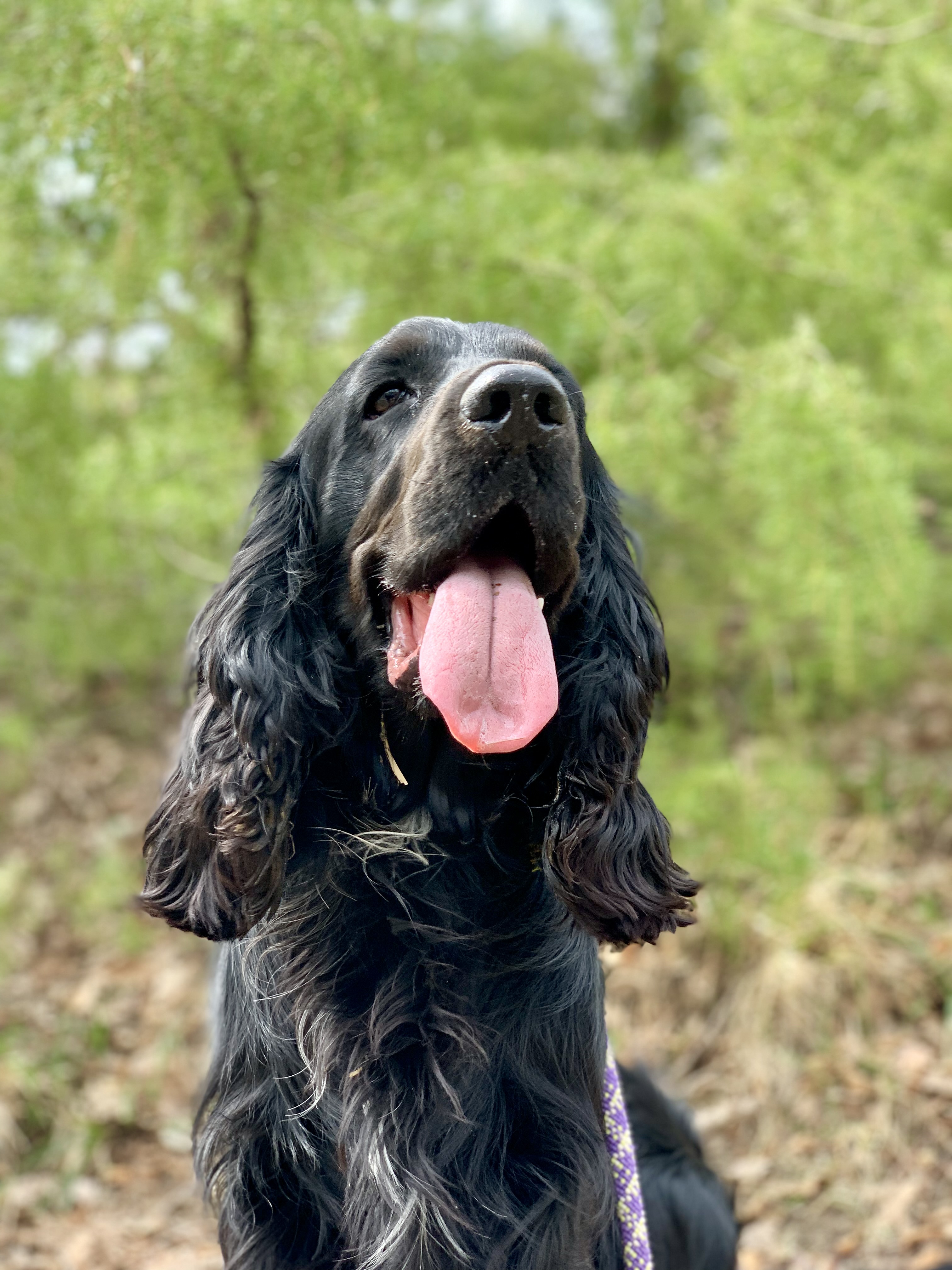 Truffle hunting experience in Tuscany with Lupo the dog, Corella 136 Dicomano near Florence